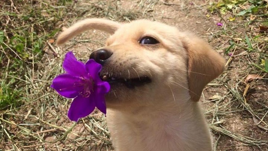 Die Lustigsten Bilder Und Gifs Aus Dem Internet In Einem Einzigen Beitrag Watson