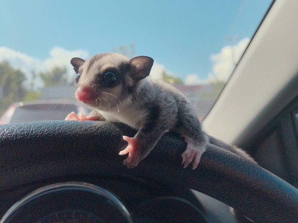 Sugar Glider