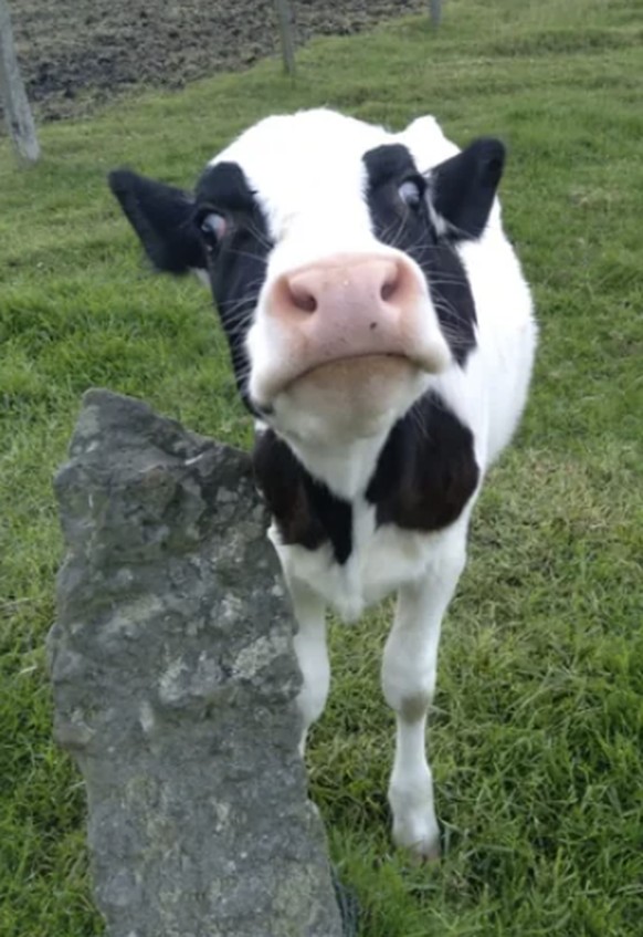 Kuh mit weissen Beinen