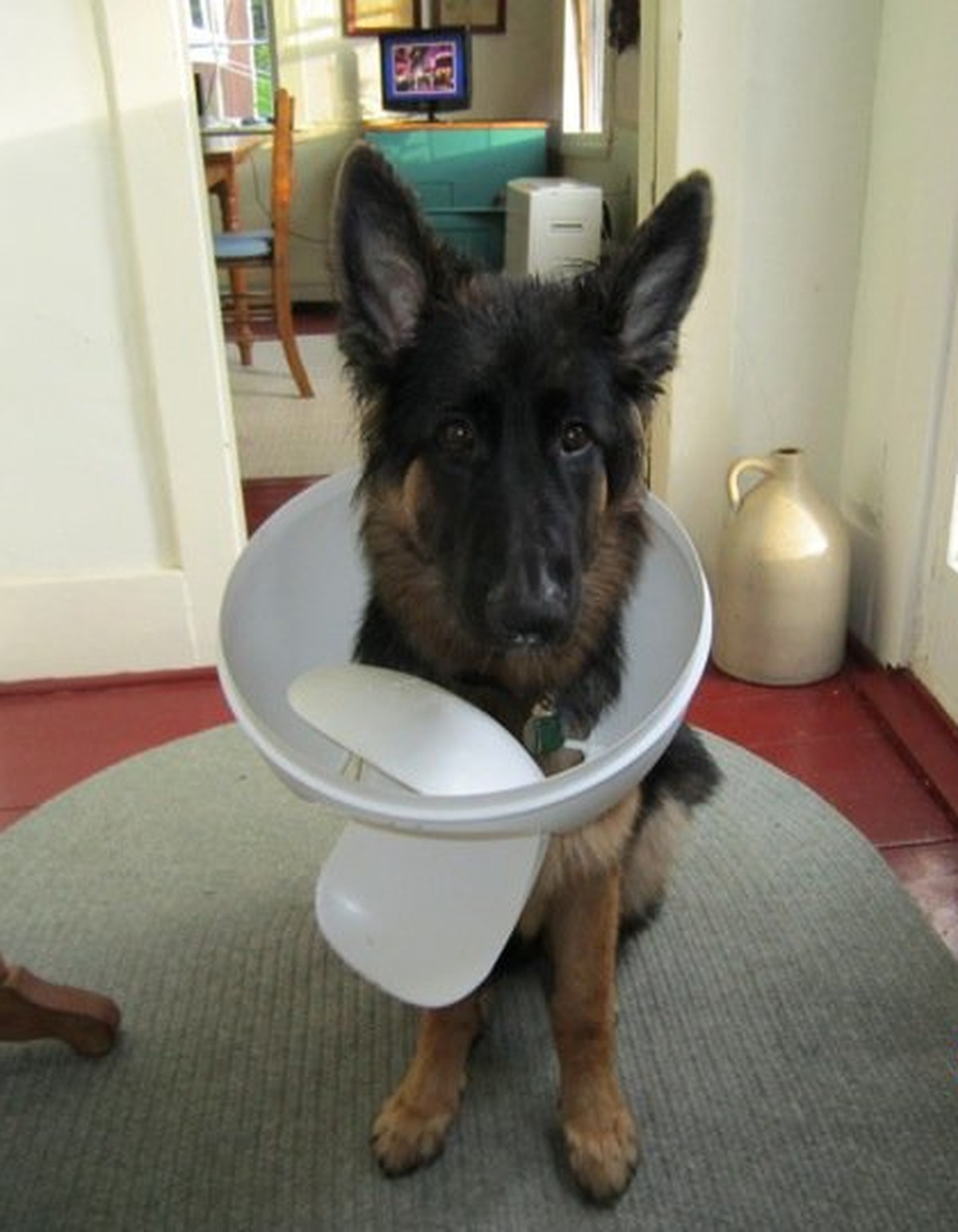 Hund
Cute News
https://imgur.com/gallery/6W7xy