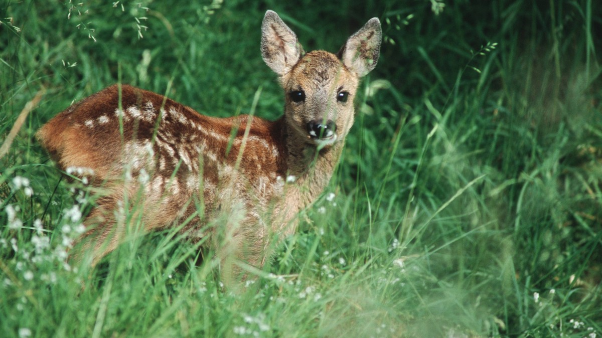 Bildnummer: 56016317 Datum: 10.06.2006 Copyright: imago/blickwinkel
europäisches reh (capreolus capreolus), jungtier in der wiese, schweiz, riederalp rö deer (capreolus capreolus), fawn in a meadow, s ...