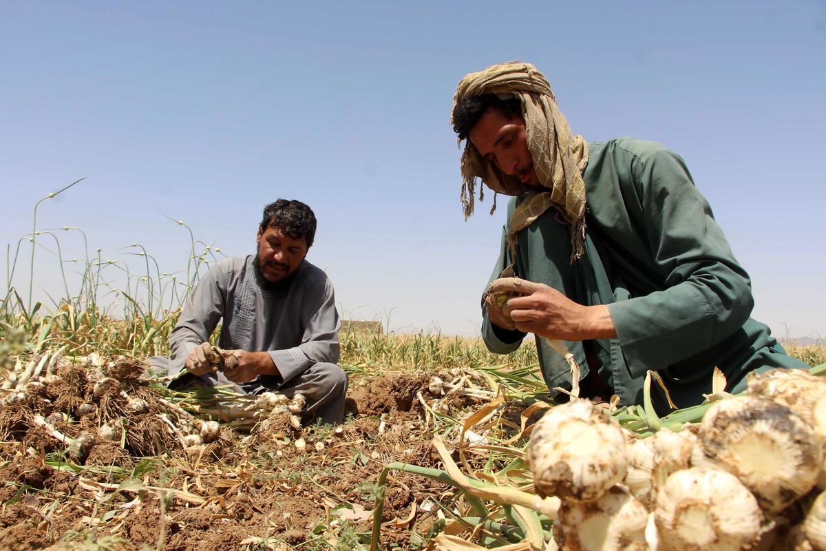 epa10733665 Afghan farmers work at a garlic field in Kandahar, Afghanistan, 07 July 2023 (issued 08 July 2023). The director of Kandahar Department of Agriculture, said that 900 acres of land have bee ...