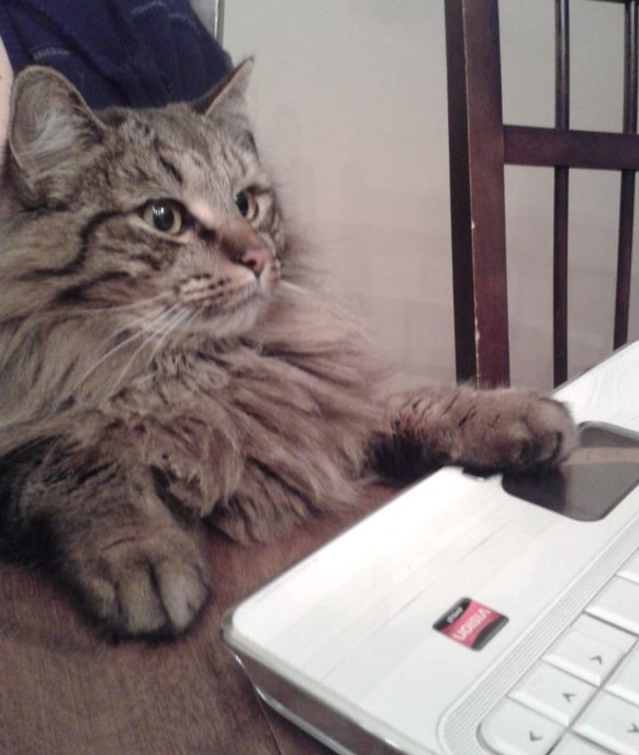 Katze arbeitet am Laptop
https://imgur.com/gallery/6nheNEm