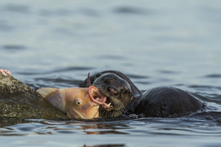 Smooth coated otters Lutrogale perspicillate feeding in water, Singapore. November. PUBLICATIONxINxGERxSUIxAUTxONLY 1565025 LukexMassey