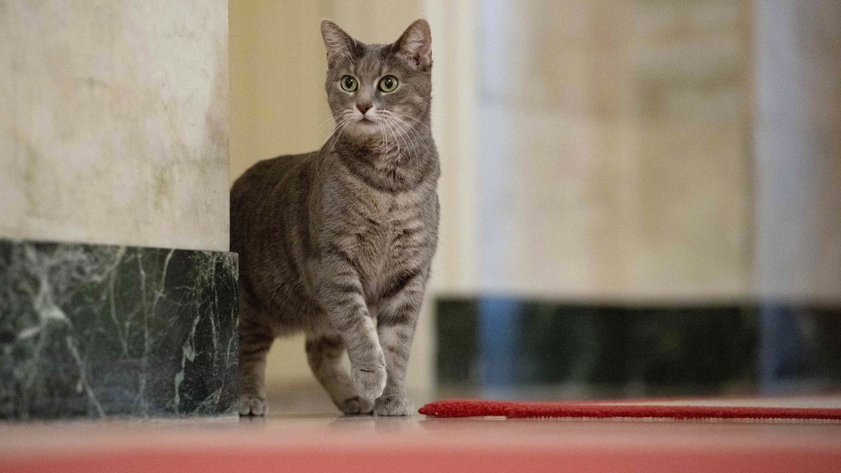 Bund-pr-ft-eine-Chip-Pflicht-f-r-Katzen