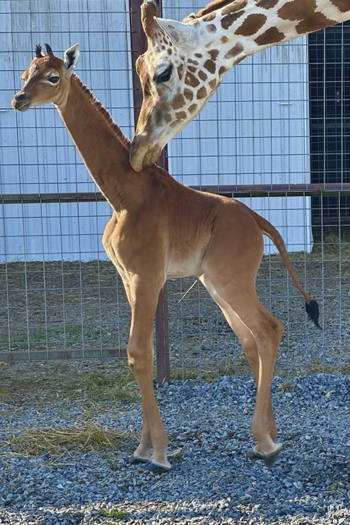 This undated photo provided by Brights Zoo in Limestone, Tenn., shows a plain brown female reticulated giraffe that was born on July 31, 2023, at the family-owned zoo. David Bright, one of the zoo ...