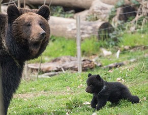 Ein Bär zum Anfassen: Bär 4 soll erhalten bleiben.&nbsp;