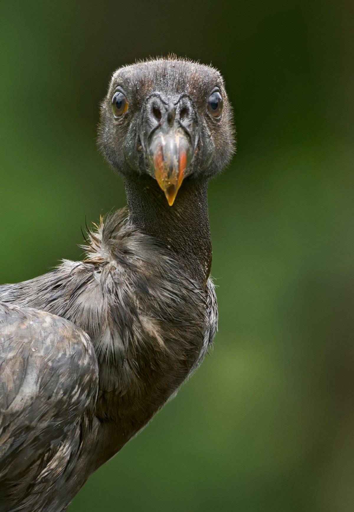 Königsgeier