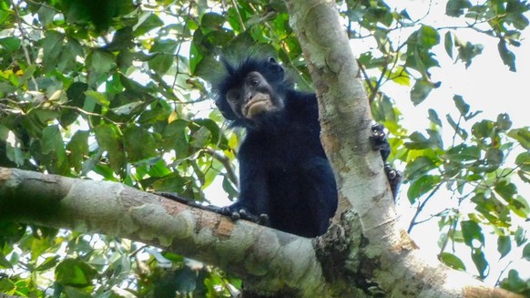 likweli (Colobus congoensis)