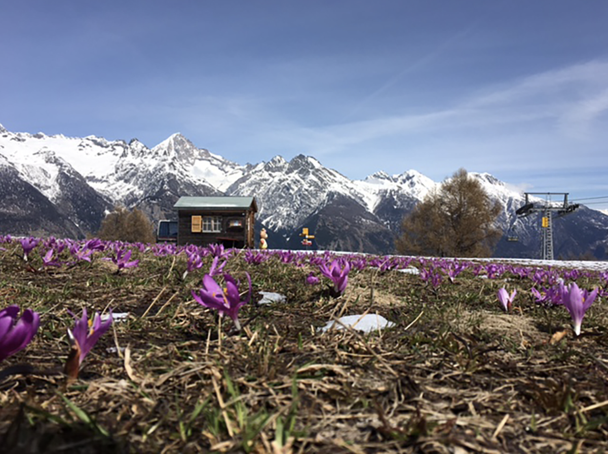 Eischoll Lichtblume Lichtblumenweg Rauszeit Frühlingswanderungen
