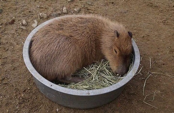 Nice news about the capybara https://www.reddit.com/r/capybara/comments/1ap4dsj/mondays_am_i_right/