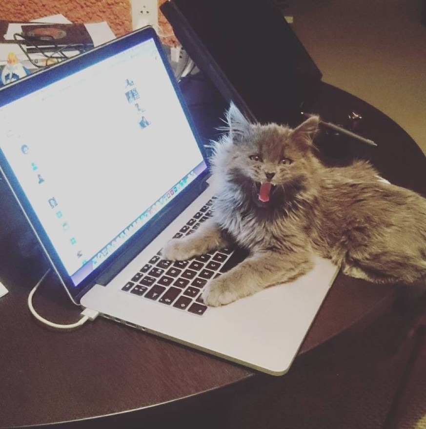 10 Gründe, warum es alles andere als leicht ist eine Katze zu sein