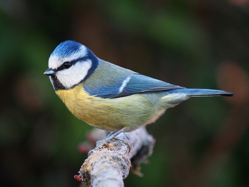 Ungeeignet für Blaumeisen und andere Singvögel: Unsere Filme.&nbsp;