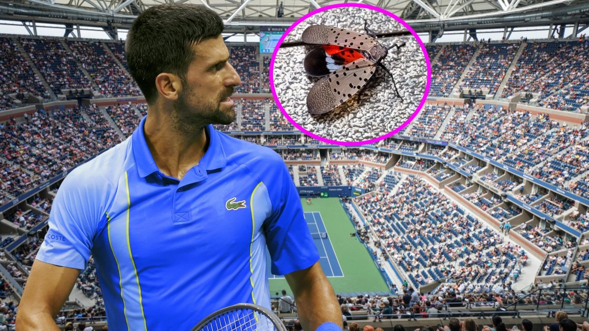 A New York, Novak Djokovic et ses confrères pourraient être perturbés par des lanternes tachetées.