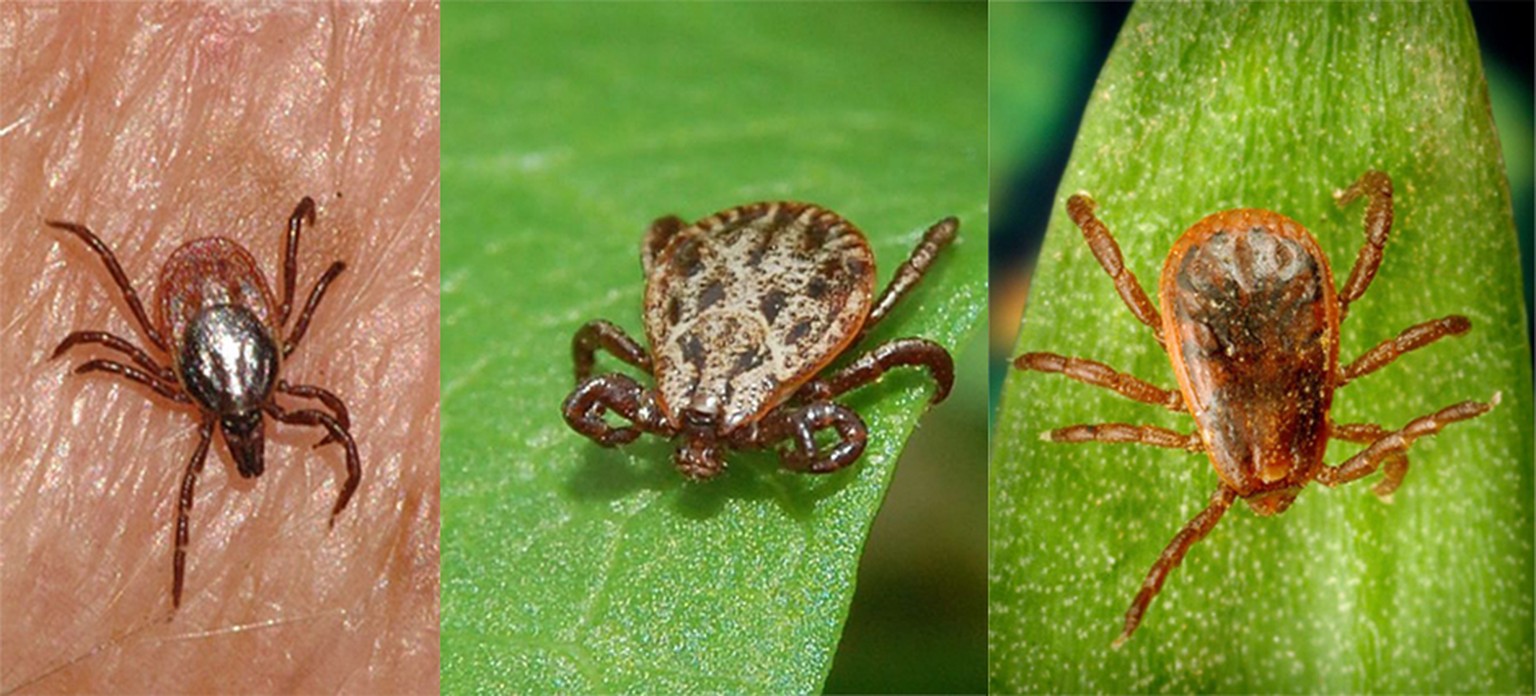 Zeckenarten in der Schweiz: Gemeiner Holzbock (Ixodes ricinus), Auwaldzecke (Dermacentor reticulatus), Braune Hundezecke (Rhipicephalus sanguineus)