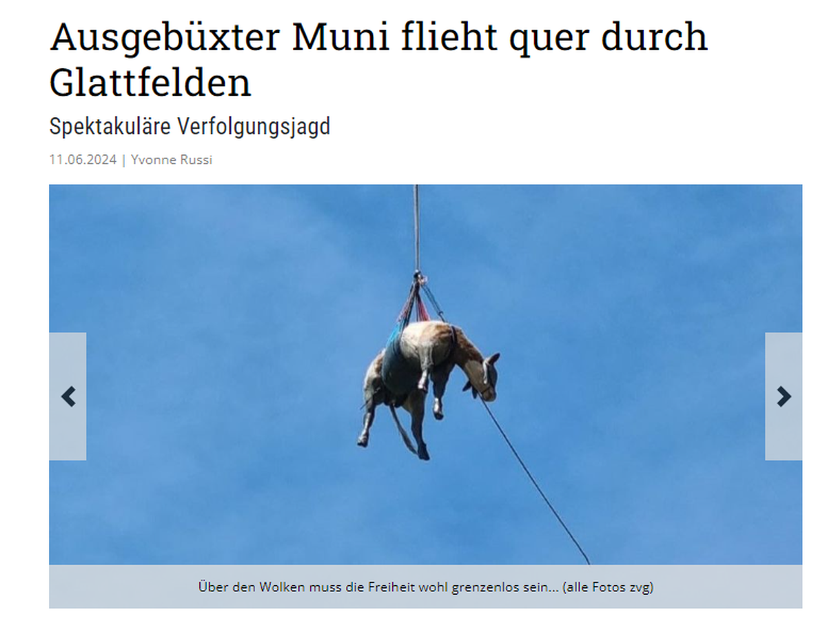 Fliegende Kuh