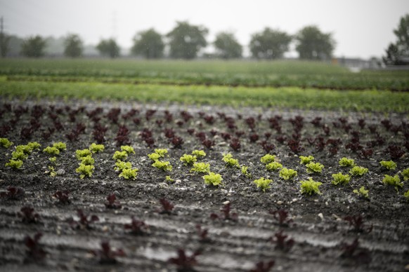 Salat im Regen bei der Firma Schlegel Gemuesebau, am Dienstag, 16. Mai 2023, in Buchs. Der andauernde Regen der vergangenen Wochen macht den Bauern zu schaffen. (KEYSTONE/Gian Ehrenzeller)