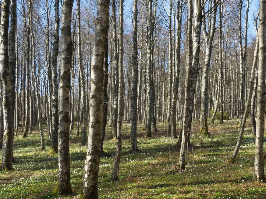 Hängebirkenwald im Nationalpark Gullmarsskogen in Schweden. Die Bäume enthalten den Grundstoff für den Superkleber der Steinzeit.
https://commons.wikimedia.org/wiki/File:Birch_forest_Gullmarsskogen_7. ...