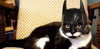 Deine Katze ist womöglich Batman. So findest du es heraus