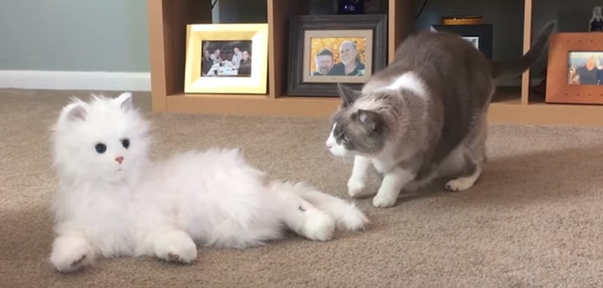 So unterschiedlich begegnen Katzen einer Roboterkatze