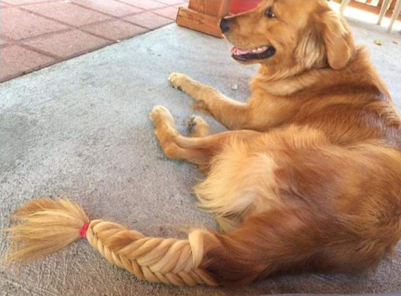 Hund mit Zopf.
Cute News.
http://imgur.com/gallery/MKVPZ