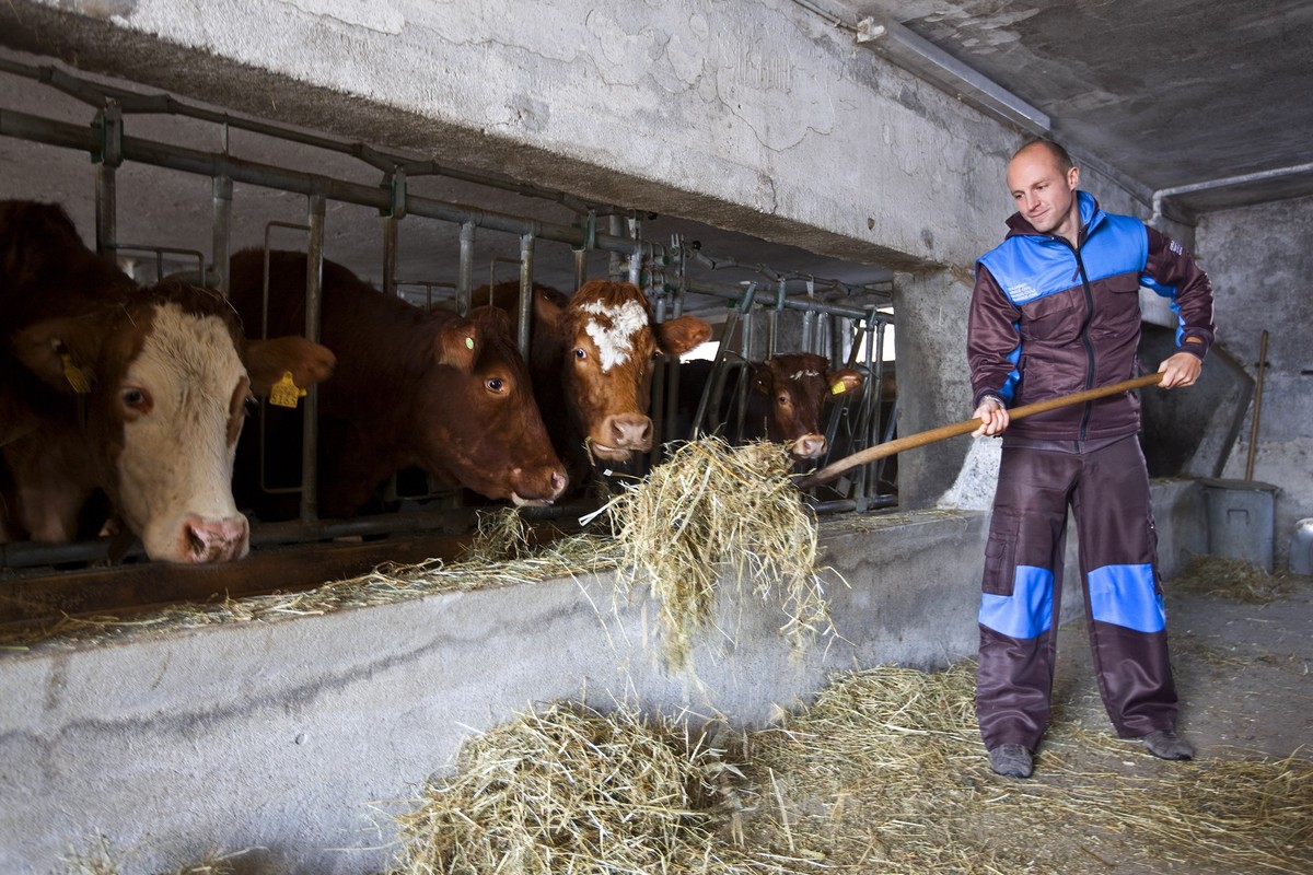 An alternative civilian service personnel feeds the cows on the farm of the special education center in Koeniz in the canton of Berne, Switzerland, on the occasion of a fotoshooting of the new, option ...