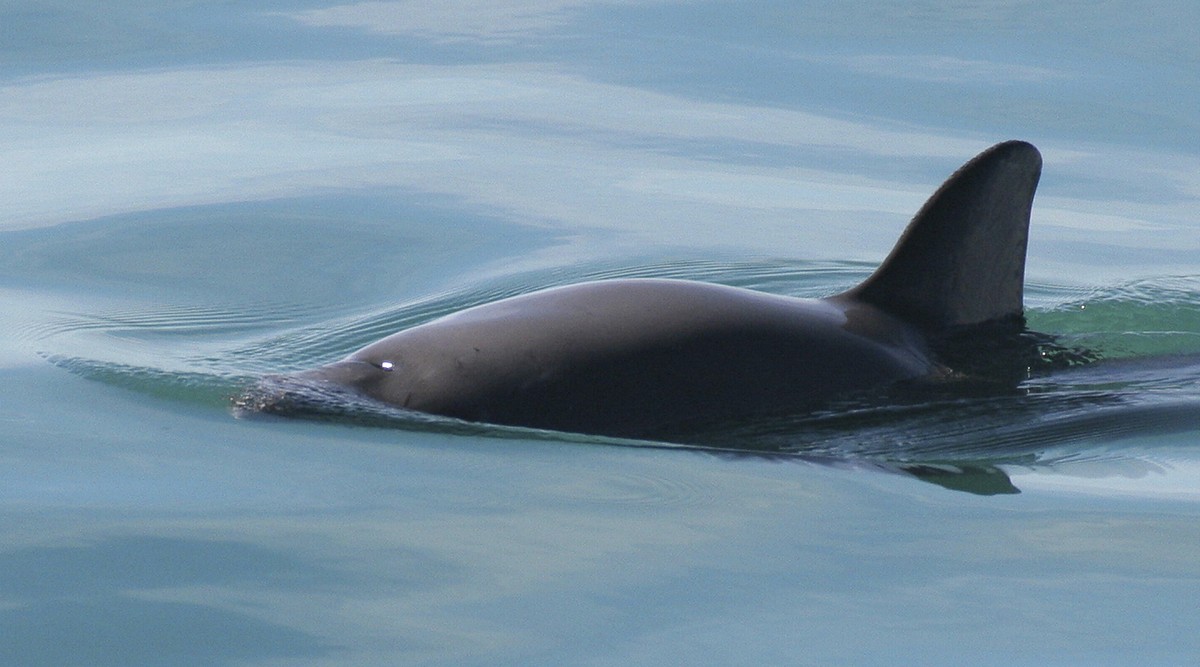 FILE - This undated file photo provided by The National Oceanic and Atmospheric Administration shows a vaquita porpoise. Mexico's Environment Department announced a new program to protect the end ...