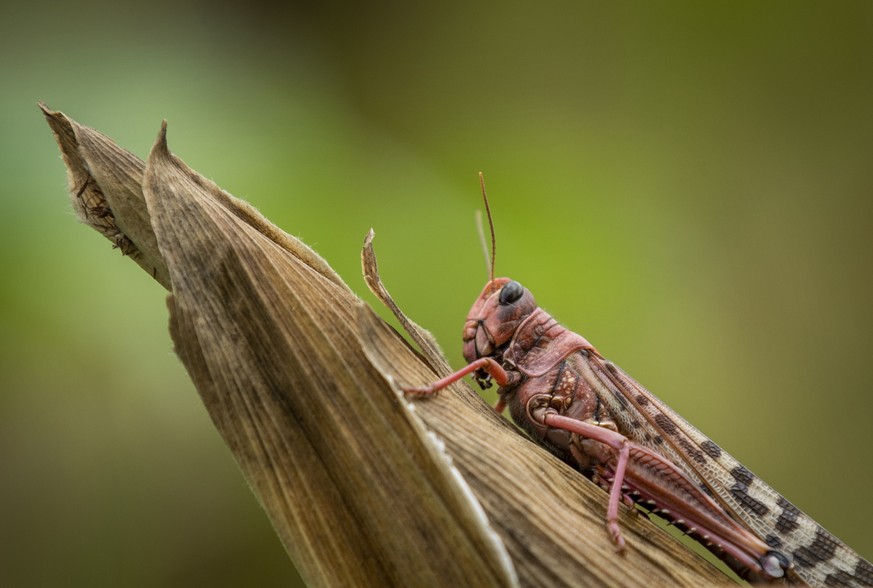 A desert locust sits on a maize plant at a farm in Katitika village, Kitui county, Kenya Friday, Jan. 24, 2020. Desert locusts have swarmed into Kenya by the hundreds of millions from Somalia and Ethi ...
