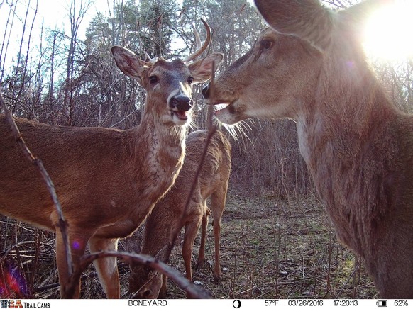 cute news tier rehe

https://x.com/Trail_Cams/status/1900234903599669596/photo/1