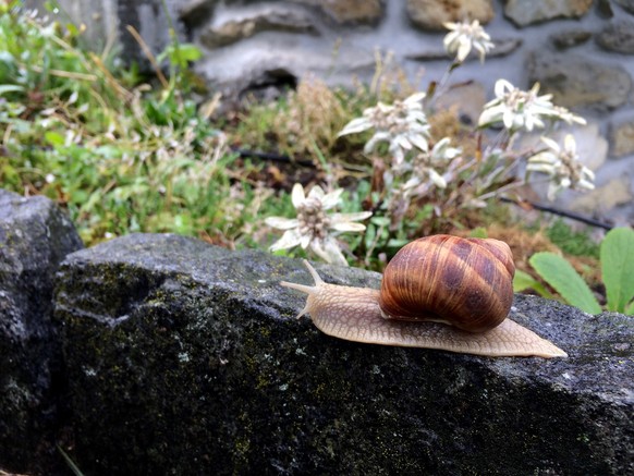 HSP, highly sensitive, Symbolbild, hochsensibel, Symbol, Schnecke, Weinbergschnecke