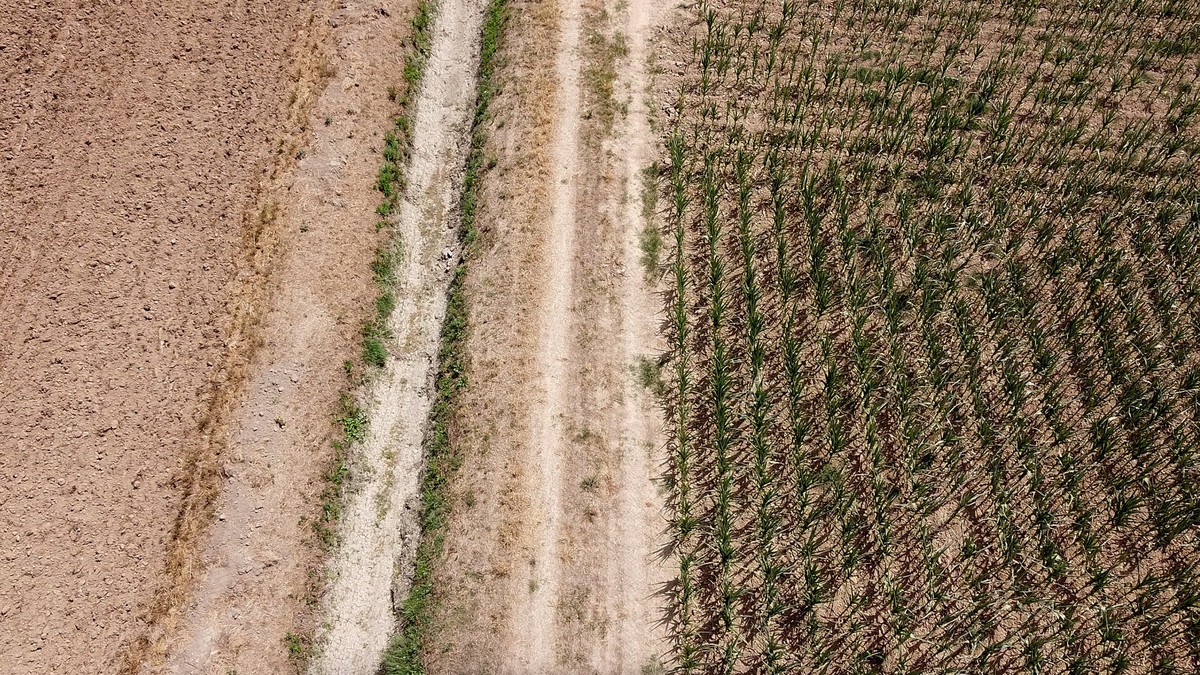 epa10027112 A dry corn field due to drought in Palazzo Pignaro, Crema, Italy, 22 June 2022. Italy's regions are to ask the government to declare a state of emergency for drought in the north of t ...