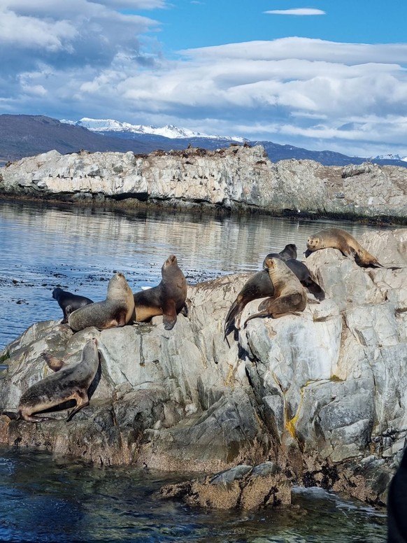 cute news animals in Argentina