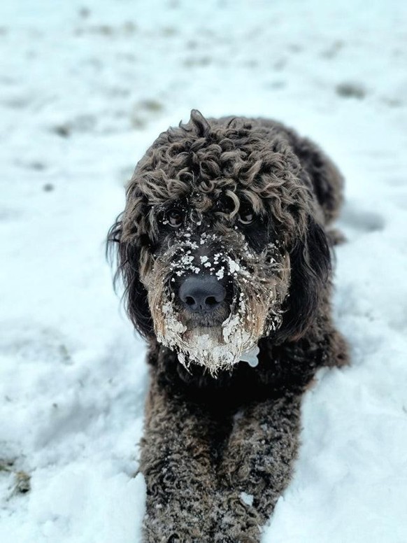 cute news animal tier hund dog

https://www.reddit.com/r/aww/comments/si3nwt/carbon_loves_the_snow/