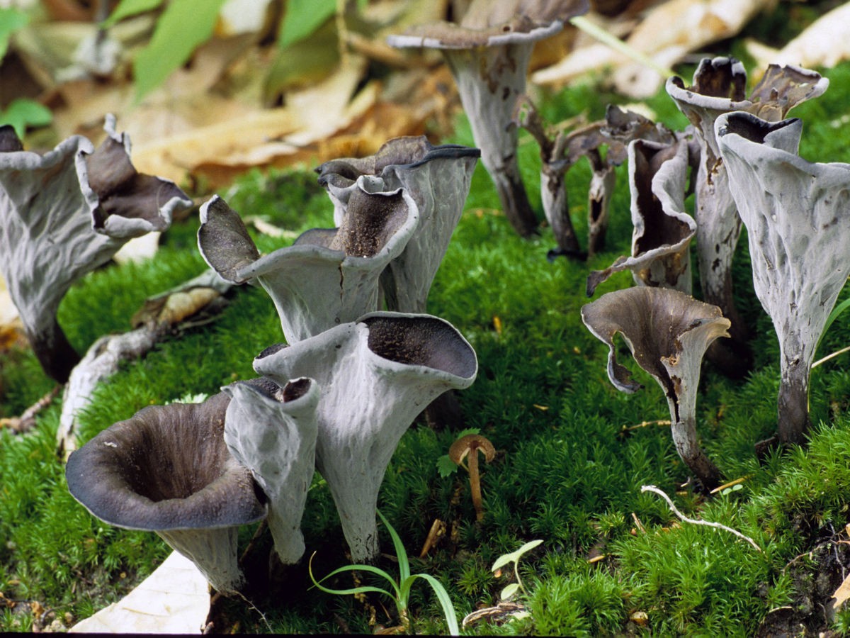 Die abgebildeten Craterellus fallax kommen vor allem im östlichen Nordamerika vor. In Europa gibt es aber die fast identische Art Craterellus cornucopioides.&nbsp;