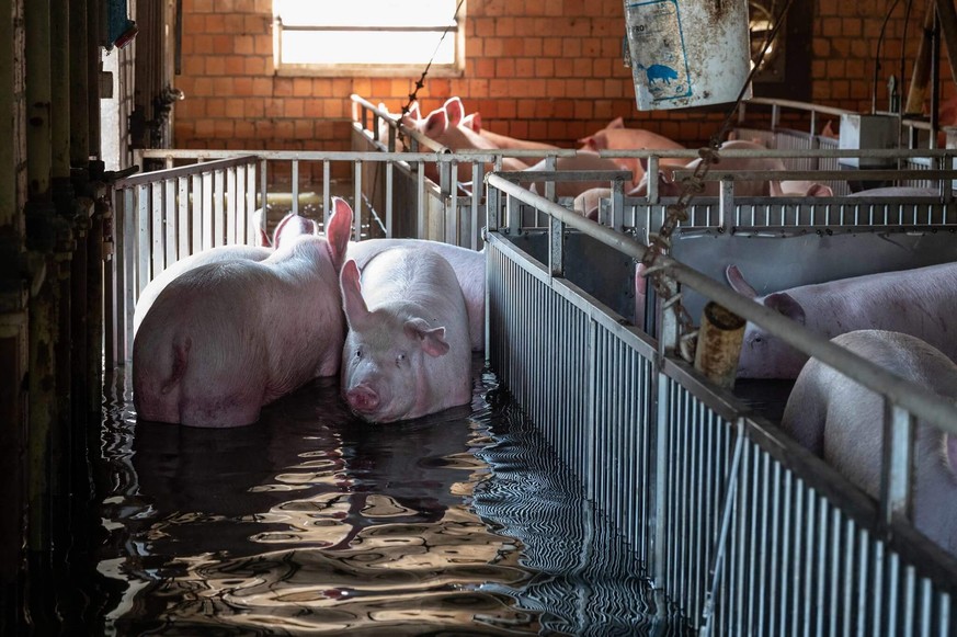 Pigs can actually swim, but many did not escape the floods.