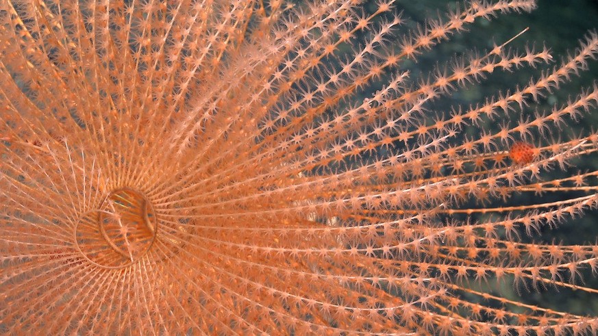 A spiral coral documented at 1419 meters depth on Seamount JF1, within the boundaries of the Mar de Juan Fernández Multiple Uses Marine Protected Area off the coast of central Chile.  Credit: ROV SuB...