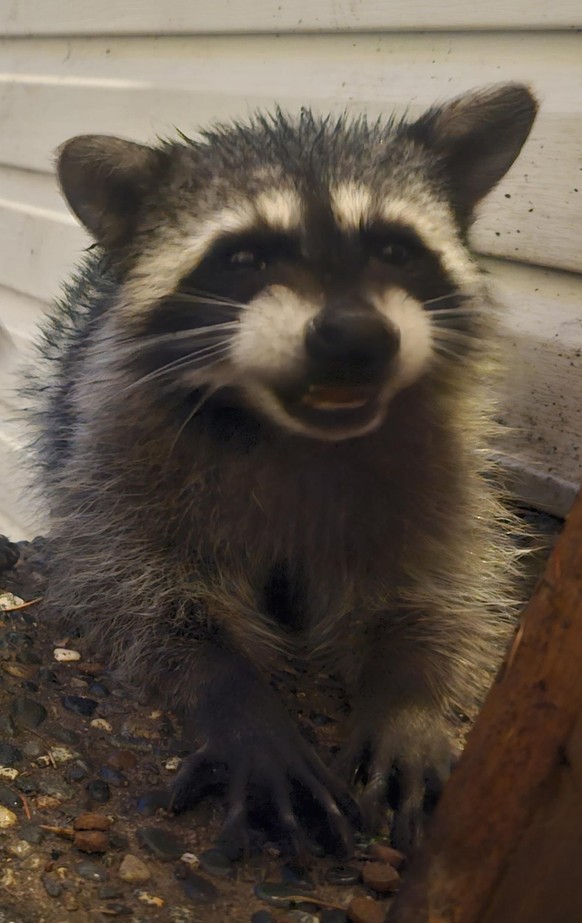cute news tier waschbär

https://www.reddit.com/r/Raccoons/comments/16543md/cute_baby_oc/