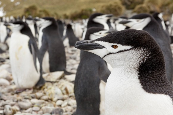 Chinstrap penguin on the coast of South georgia Island. CTKxPhoto/OndrejxZaruba CTKPhotoF202101300812401 PUBLICATIONxNOTxINxCZExSVK 

Der Zügelpinguin (Pygoscelis antarctica), auch Kehlstreifpinguin g ...