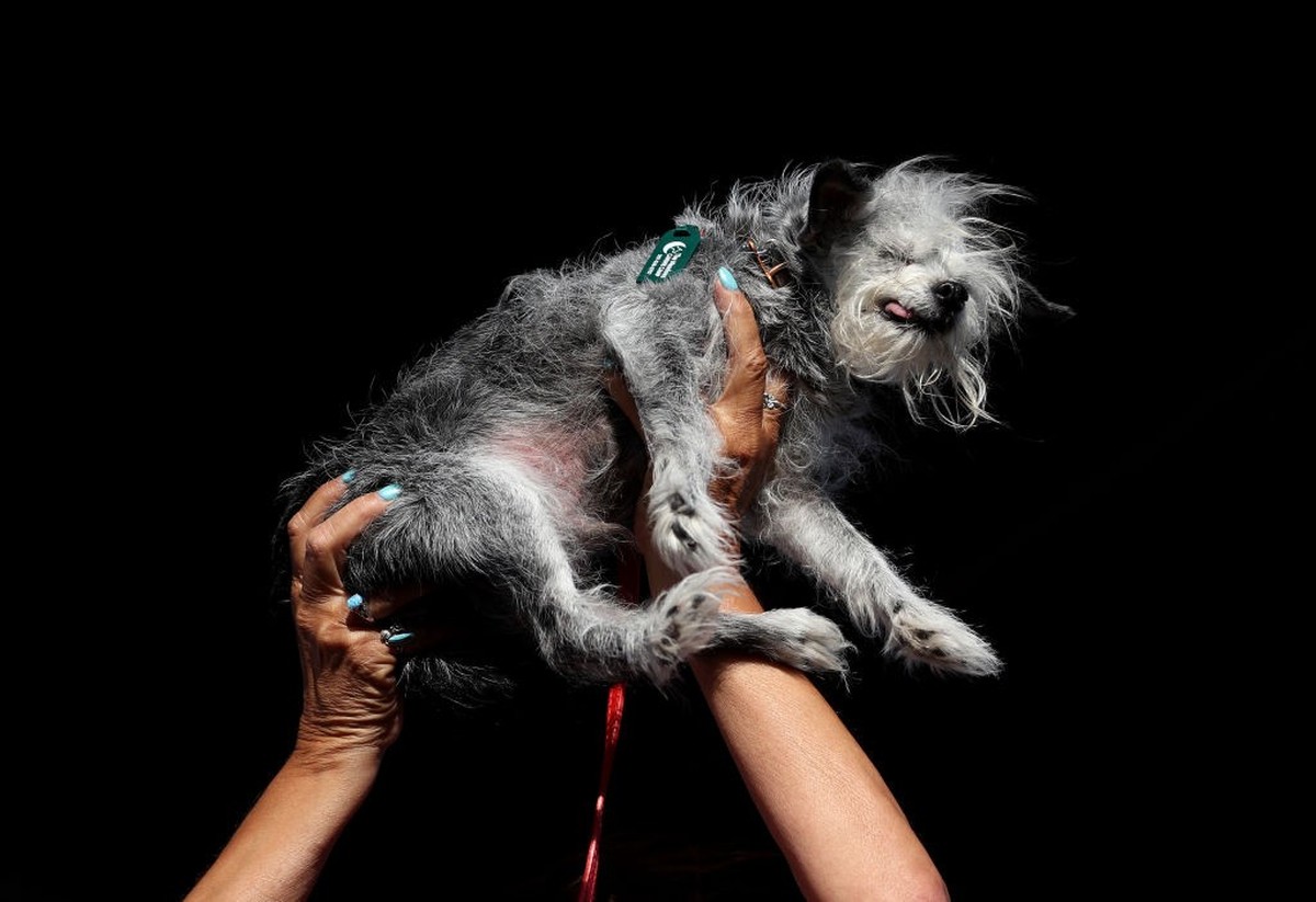 PETALUMA, CALIFORNIA - JUNE 21: A dog named Ozzie is held up during the World's Ugliest Dog contest at the Marin-Sonoma County Fair on June 21, 2024 in Petaluma, California. A Pekingese dog named ...