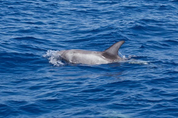Ein Delfin macht die französische Küste unsicher.