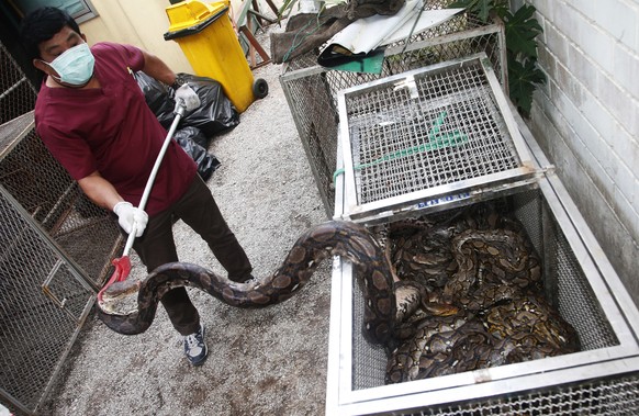 Die Zahl der Schlangen, die in Thailands Hauptstadt gefangen wurden, ist von 16'000 im Jahr 2013 auf 29'000 im Jahr 2016 gestiegen.&nbsp;