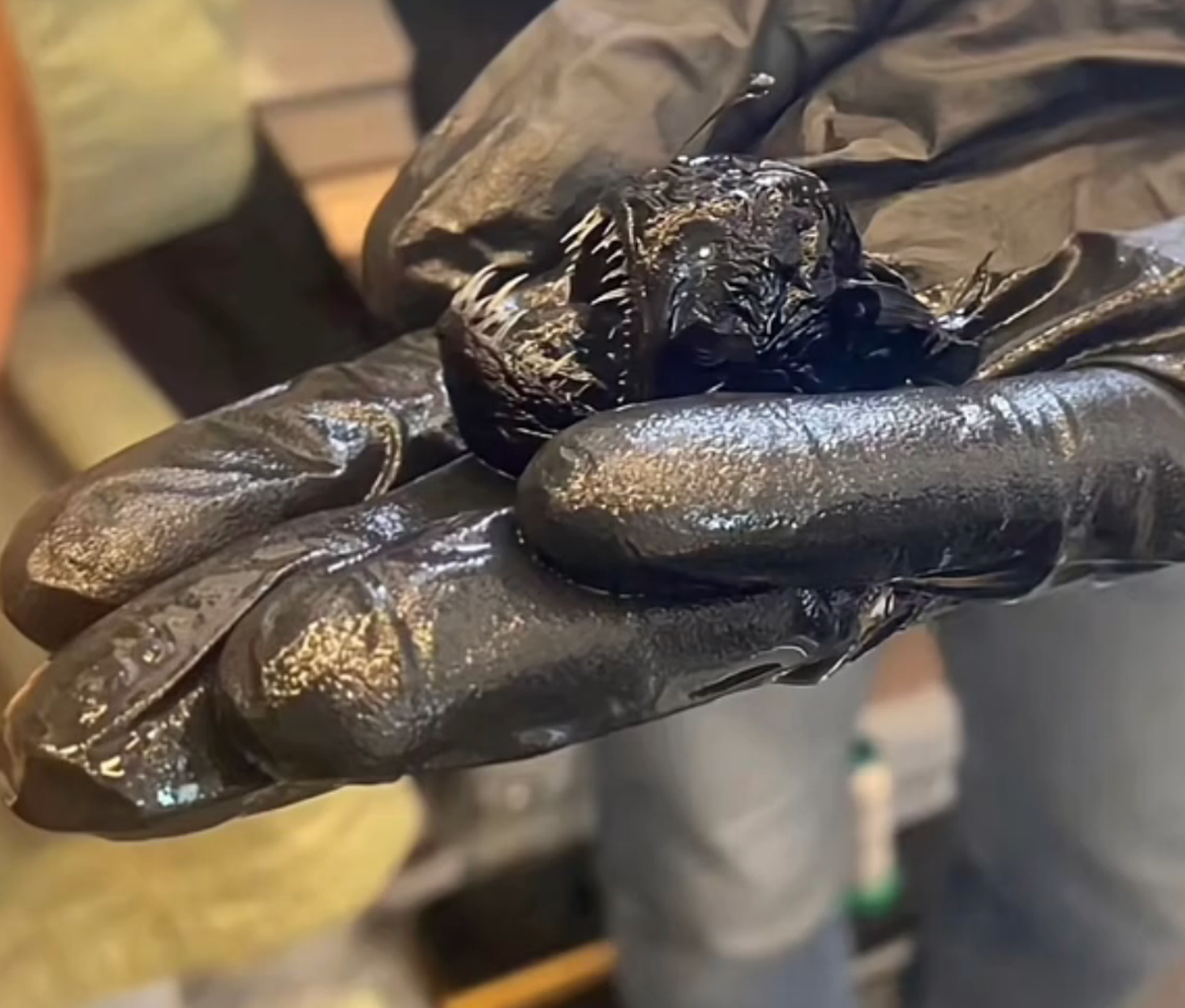 anglerfisch