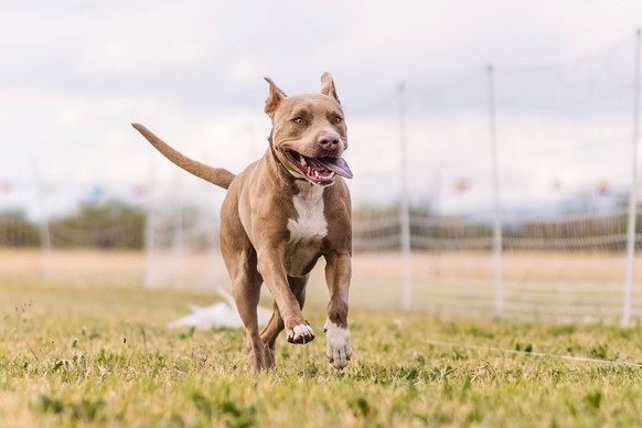 American Pit Bull Terrier running lure course dog sport Tucson, Arizona, United States R_DMQG240118J-1312951-01