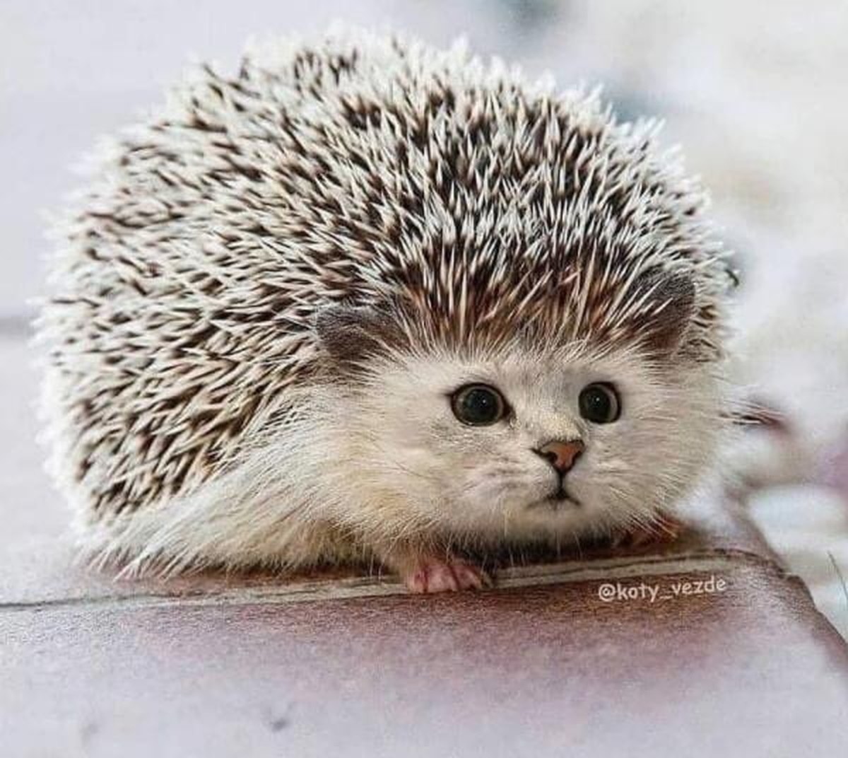 Photoshop-Tiere