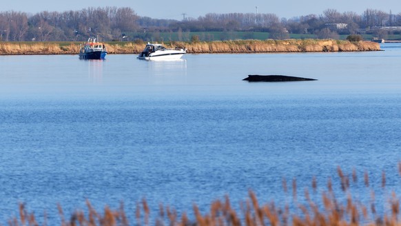 KEYPIX - 01.04.2026, Mecklenburg-Vorpommern, Weitendorf-Hof: Ein Boot der Wasserschutzpolizei ist an der Sperrzone rund um den Buckelwal, der am Nachmittag noch immer vor der Insel Poel festsitzt, im  ...