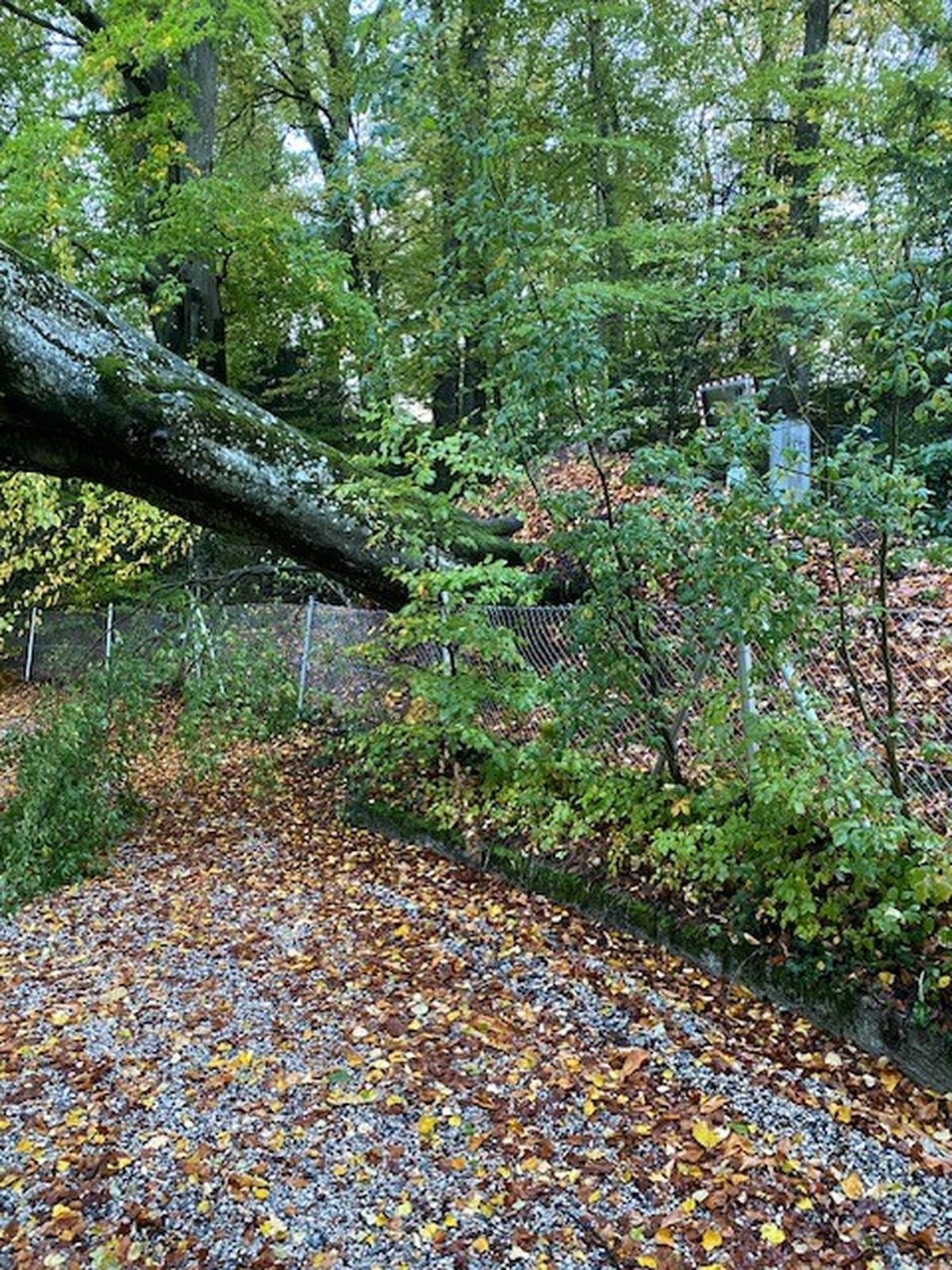Un arbre a été déraciné à Lausanne.