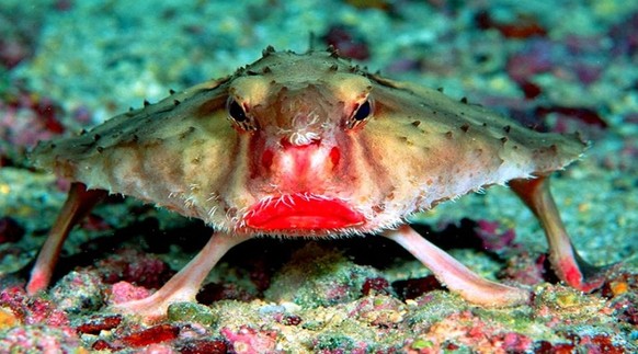 Diese süssesten und lustigsten Tier-Bilder sind alles, was du heute gesehen haben musst
Seefledermaus