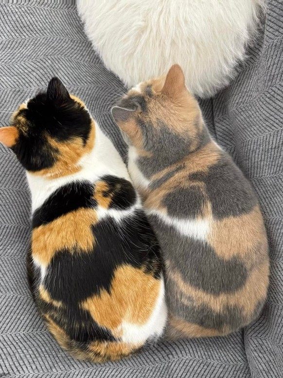 cute news tier katzen

https://www.reddit.com/r/purrrfect/comments/1sgda5u/is_the_printer_out_of_inkwhat_names_would_you/