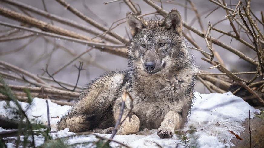 Ein Wolf im Wildnispark Langenberg, aufgenommen am Freitag, 8. Dezember 2023 in Langnau am Albis.Die Woelfe im Wildnispark Zuerich Langenberg stammen urspruenglich von Wildfaengen in den Karpaten ab u ...