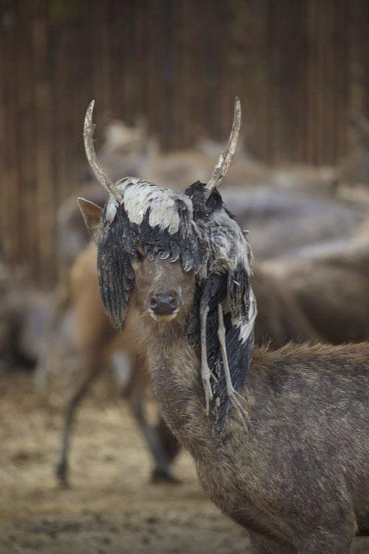 Unheimliche Bilder aus der Tierwelt und der Natur. Creepy Nature.